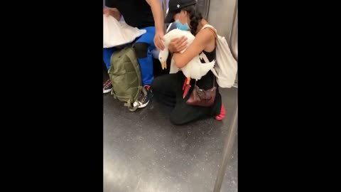 Cute duck wearing red shoes rides subway with owner in New York