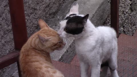 Gatos brigando na escada