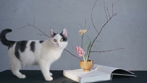 Cute Cat Smelling a flower guaranteed to make you smile