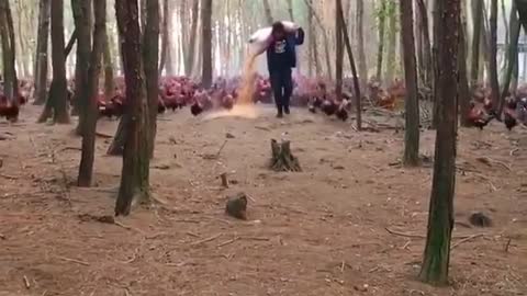 Feeding hens on forest