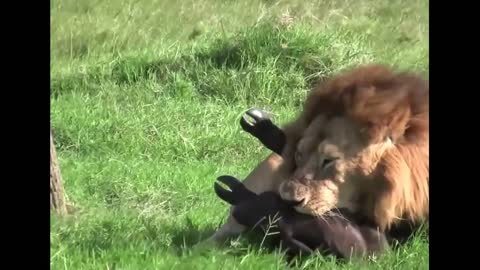 lion attacks lost buffalo cub