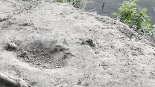 Two dogs play on the river