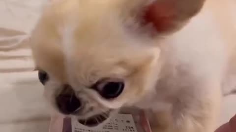 Angry funny dog