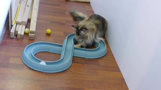 Maine Coon kittens playing Bergan Turbo Track