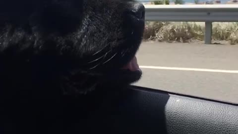 Black dog flower bandana head outside of car window