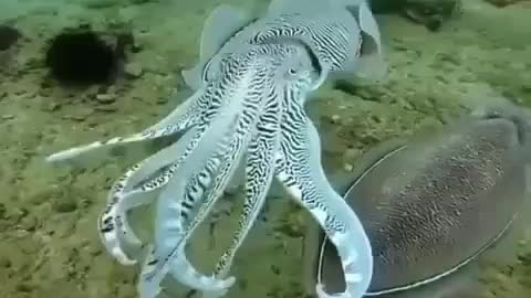 Amazing Star Fish #Wonderful