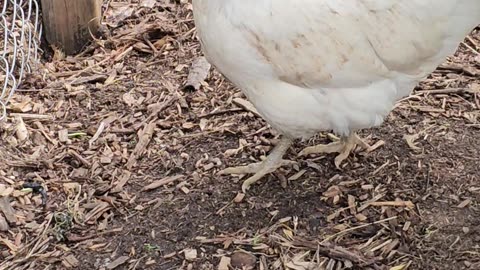 OMC! A moment with the adorable whitey! 😄 🐔💖 #chickens #whitey #hen #americauna #white #shorts