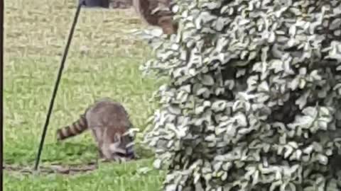 Caught! Raccoons on Bird Feeder