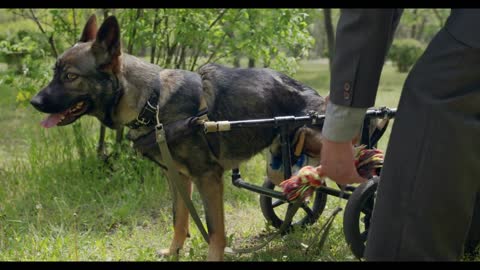 A dog who is in a wheelchair for animals