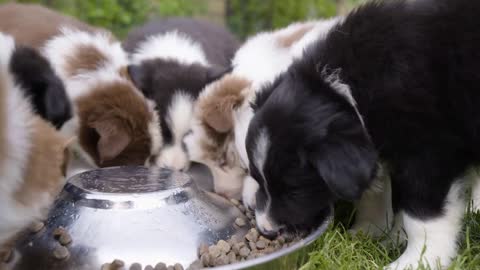 A group of cute little puppies eat dry dog food from a bowl on grass top closeup