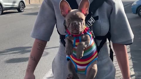 Woman Wears Her Frenchie Puppy for Walk