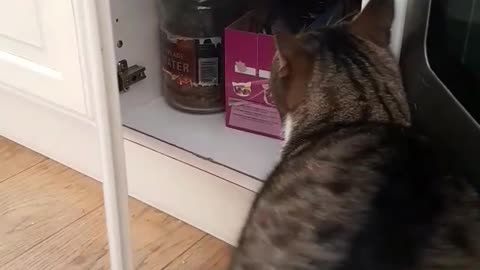 The cat knows where the food is hiding