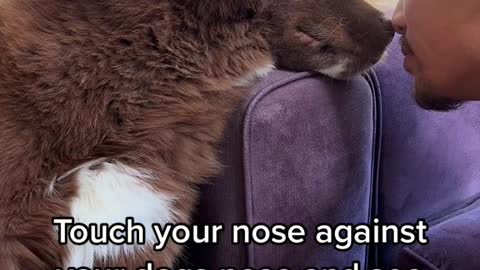 Touch your nose against your dogs nose and see who caves first