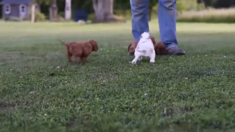 Cavalier King Charles Spaniel Puppies for Sale