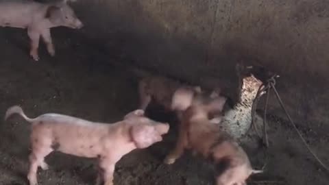 baby pig fighting | Coz eating | funny