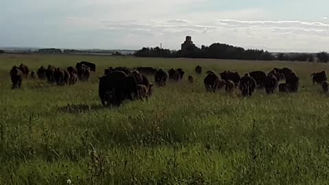 Bison Herd In Alberta, Canada