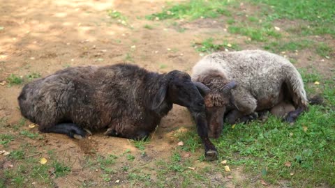 Beautiful black sheep on a meadow at daytime