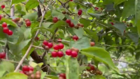 The trees are covered with red fruit