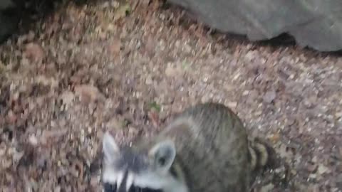 Racoon Central Park New York City Manhattan America USA