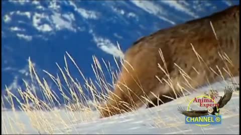 Canadian Lynx and Snowsh