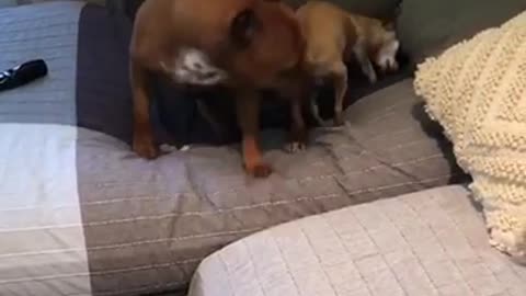 Dog tries to jump on couch