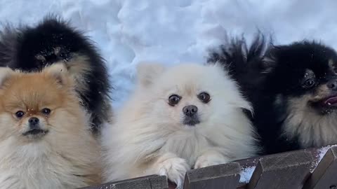 Very excited dogs