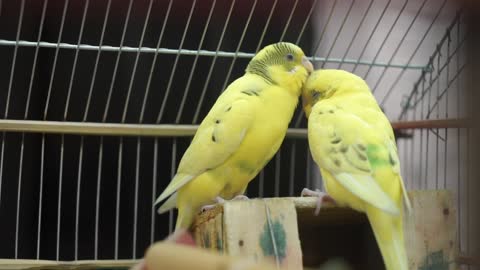 Two Parrots Love Each Other