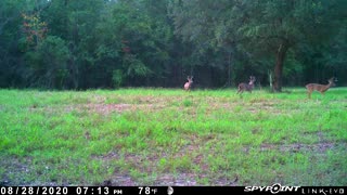 Trail Camera 6