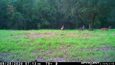 Trail Camera 6