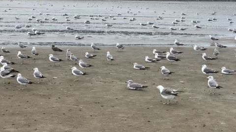 the gulls are playing