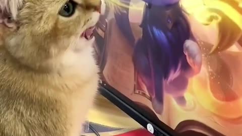 FUNNY CAT LICKING ON MONITOR ,😆😆😂