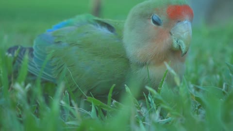 Beautiful parrot in the park lunching in the grass