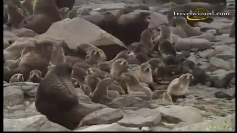 National Geographic Documentary | Alaska Wildlife | BBC Wildlife Animals (old documentry)