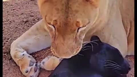 Did the lion mistake the leopard for his child?