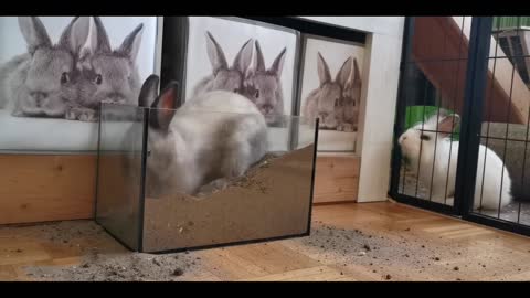 funny rabbit and funny playing with music