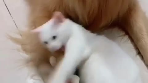 funny cat videooos