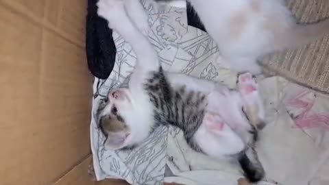 Baby kittens play with each other. Can't get enough of looking at these kittens 🥰