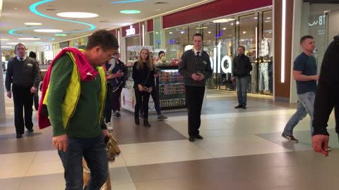 Tiger Walks on a Leash Through a Shopping Center