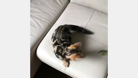 Small Kitten Loves its Toy