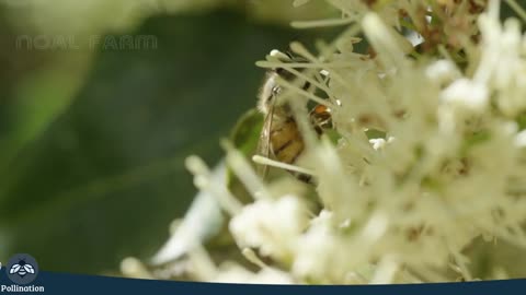 Learn Macadamia Nuts Harvest And Process