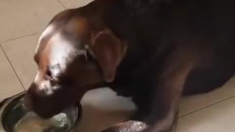 Thirsty dog