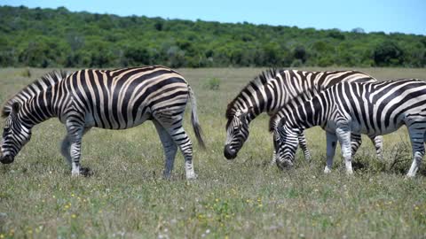 Group zebras in Addo Elephant National Park South Africa