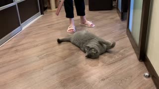 Kitten playing with a rope