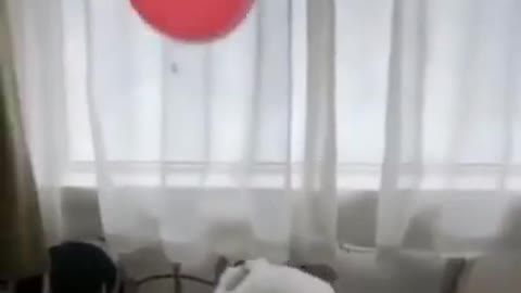 Cute Dog Video Dog Playing With Balloon