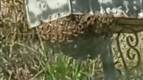 Honey Bees tryin' to decide if this will be home