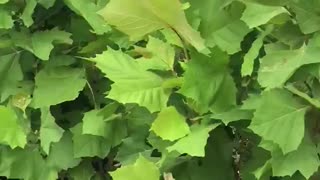 4/5 ft American sycamore trees near Philadelphia