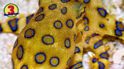 Blue Ringed Octopus: Most Venomous Animal on Earth