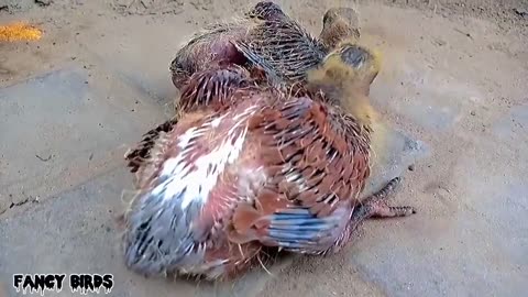 Baby Pigeon Growth Growth video from 1 day to 42 dayspigeons Fast