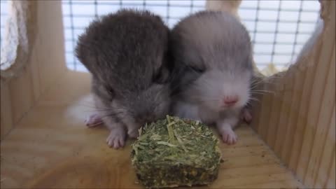 Baby Chinchillas Clips