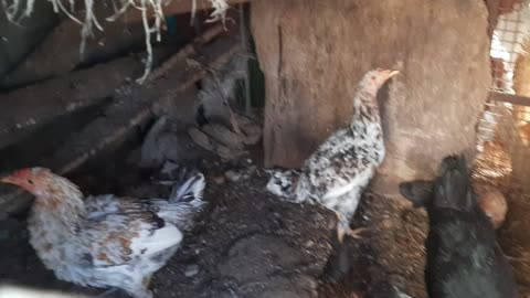 Chicken municipality beauty in the morning time